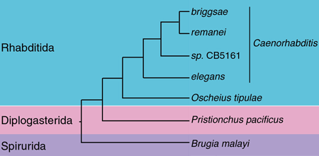 Phylogenetic tree