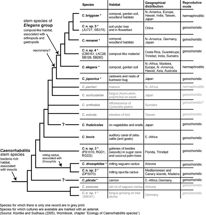 Phylogenetic tree