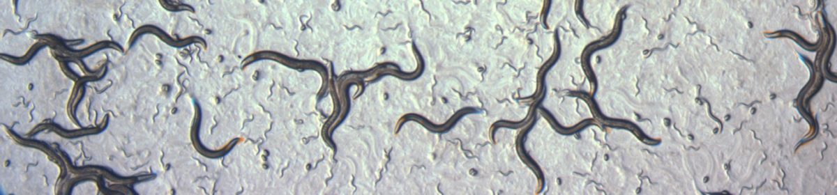 Nematode C. briggsae